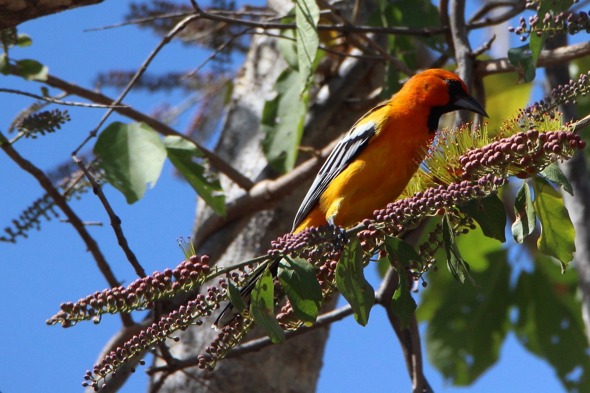 Oriole à dos rayé (groupe pustulatus) - ML299619601