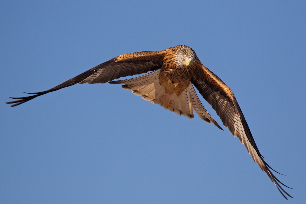 Red Kite - ML299621801