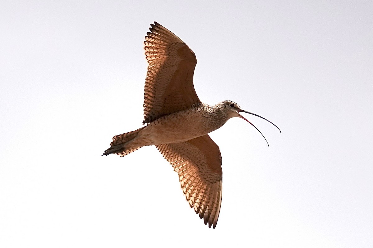 Long-billed Curlew - ML299621831
