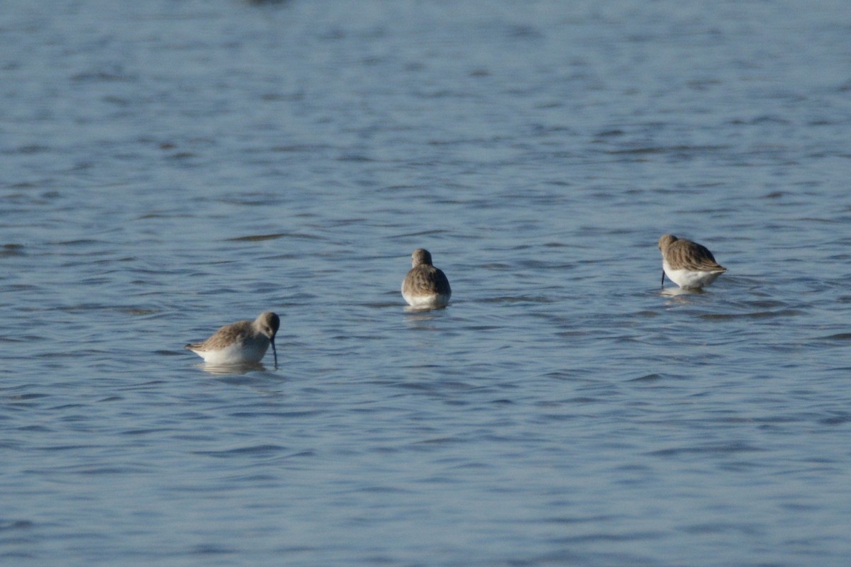 Alpenstrandläufer - ML299622571