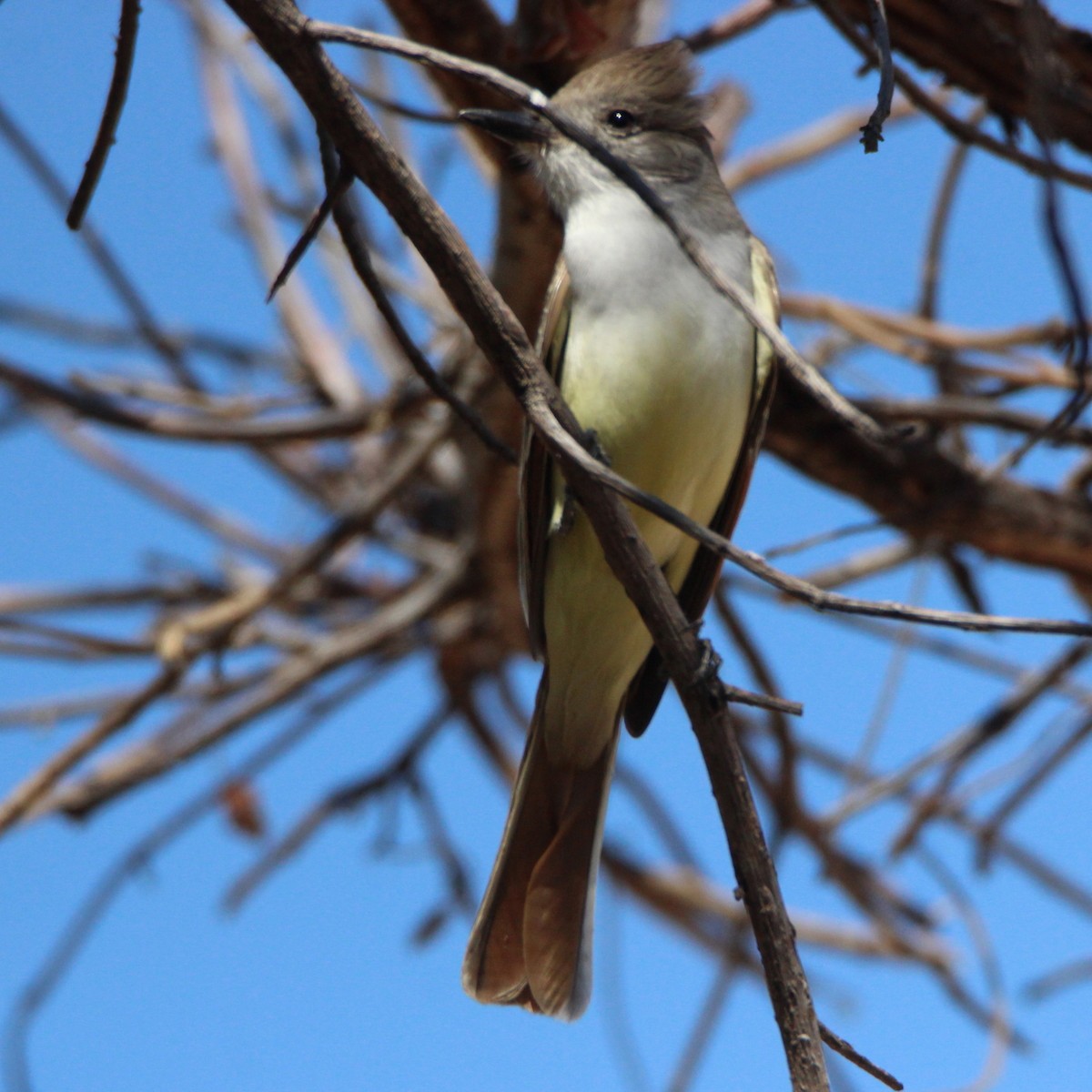 Brown-crested Flycatcher - ML299623591