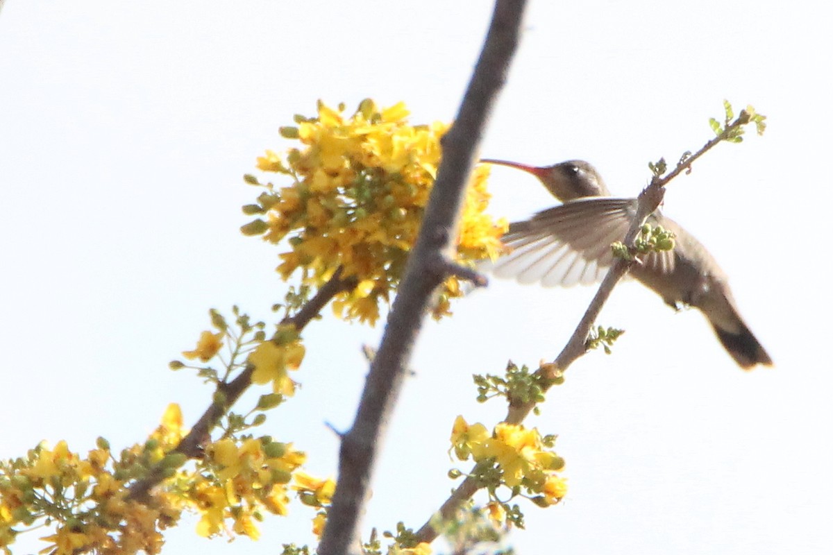 kolibřík temnobřichý - ML299623881