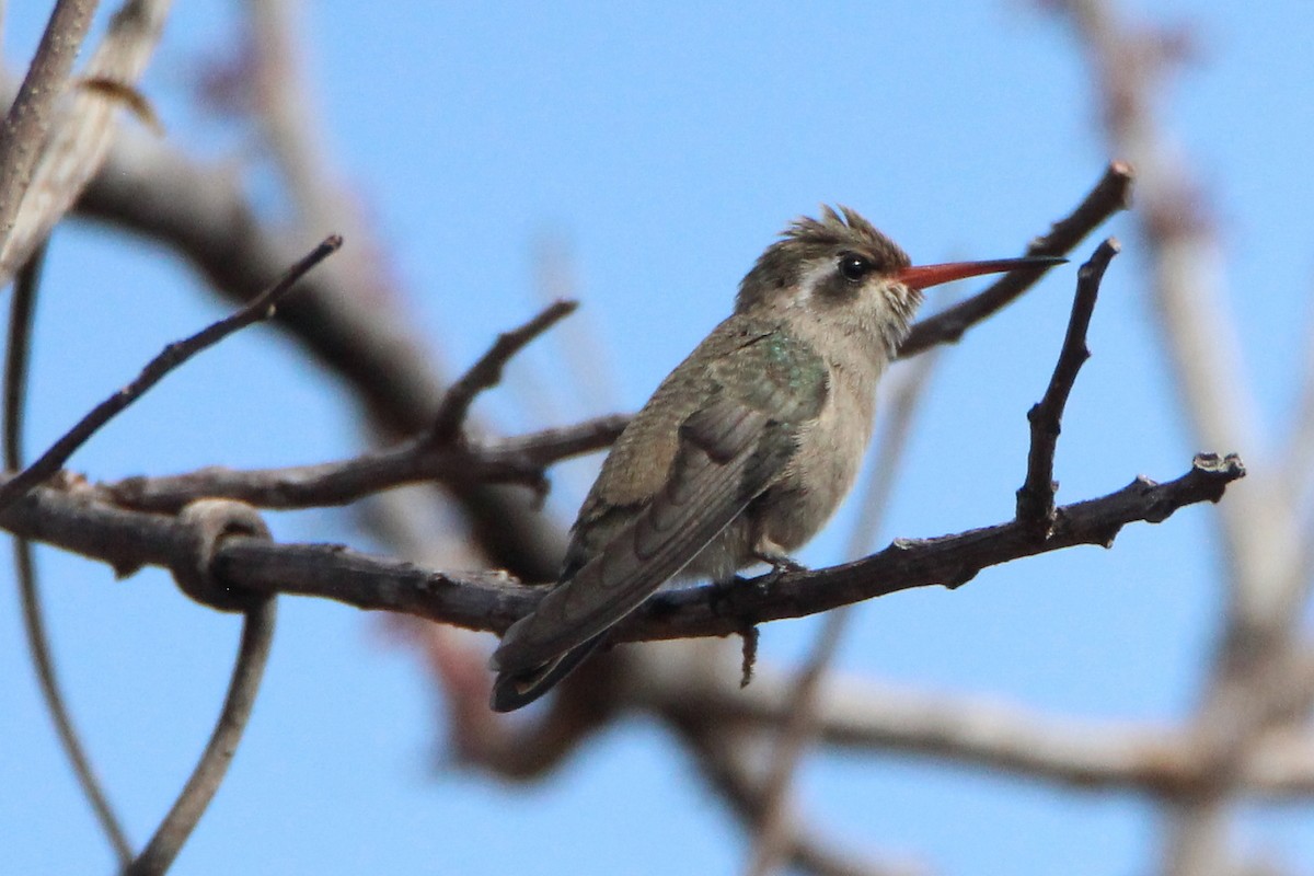 Dusky Hummingbird - Paul Lewis