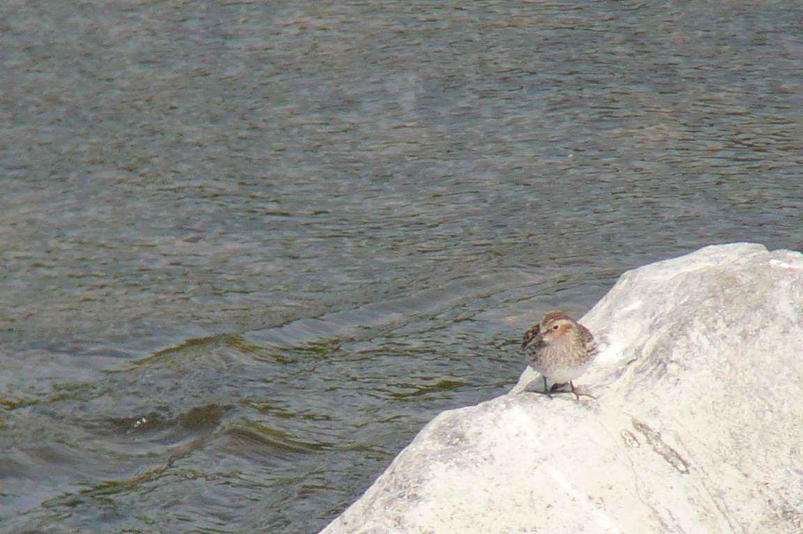 Least Sandpiper - ML29962441