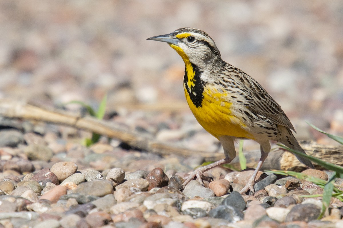 Chihuahuan Meadowlark - ML299625171