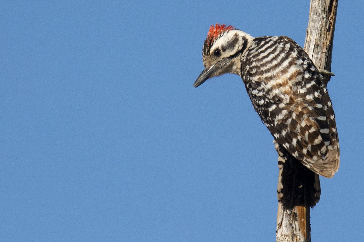 Ladder-backed Woodpecker - ML299625271