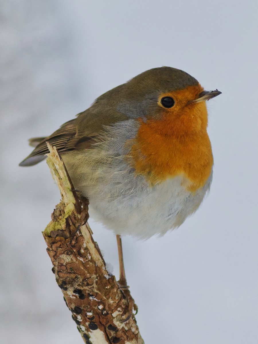 European Robin - ML299625321