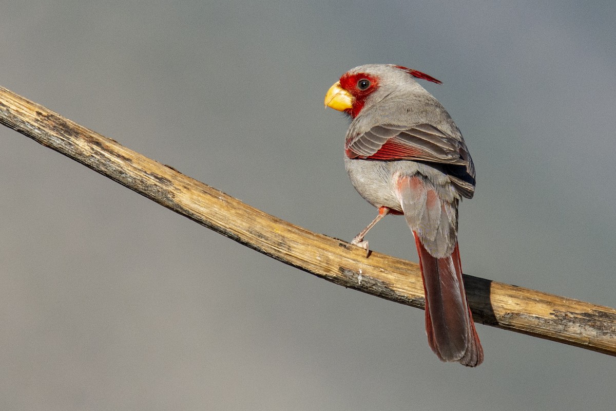 Pyrrhuloxia - Reed Robinson