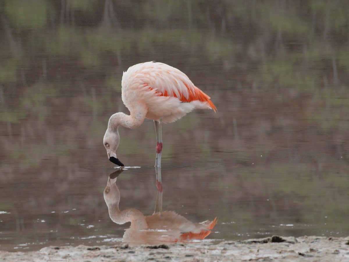 Chilean Flamingo - ML299627001