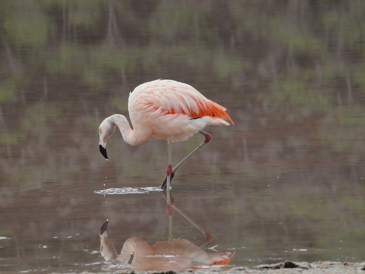 Chilean Flamingo - ML299627011