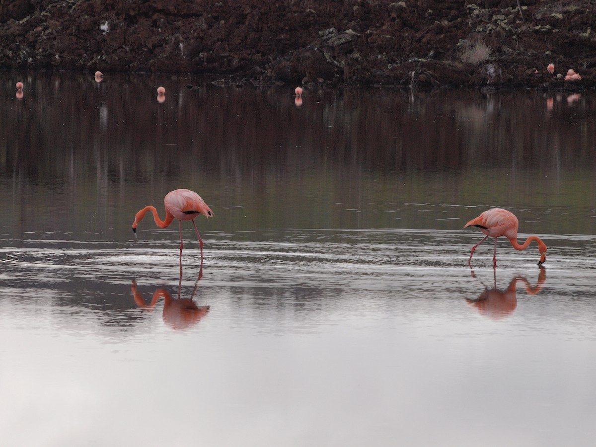 Chilean Flamingo - ML299627611