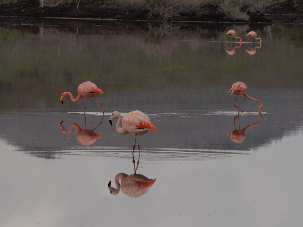 Chilean Flamingo - ML299627681