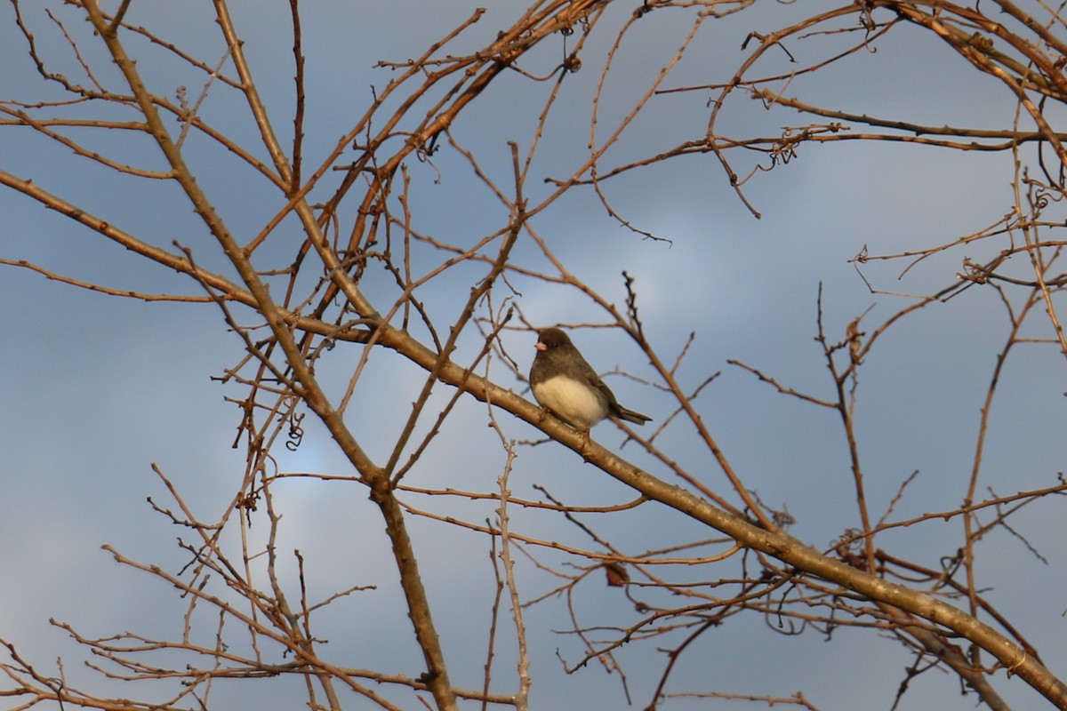 Dark-eyed Junco - ML299627811
