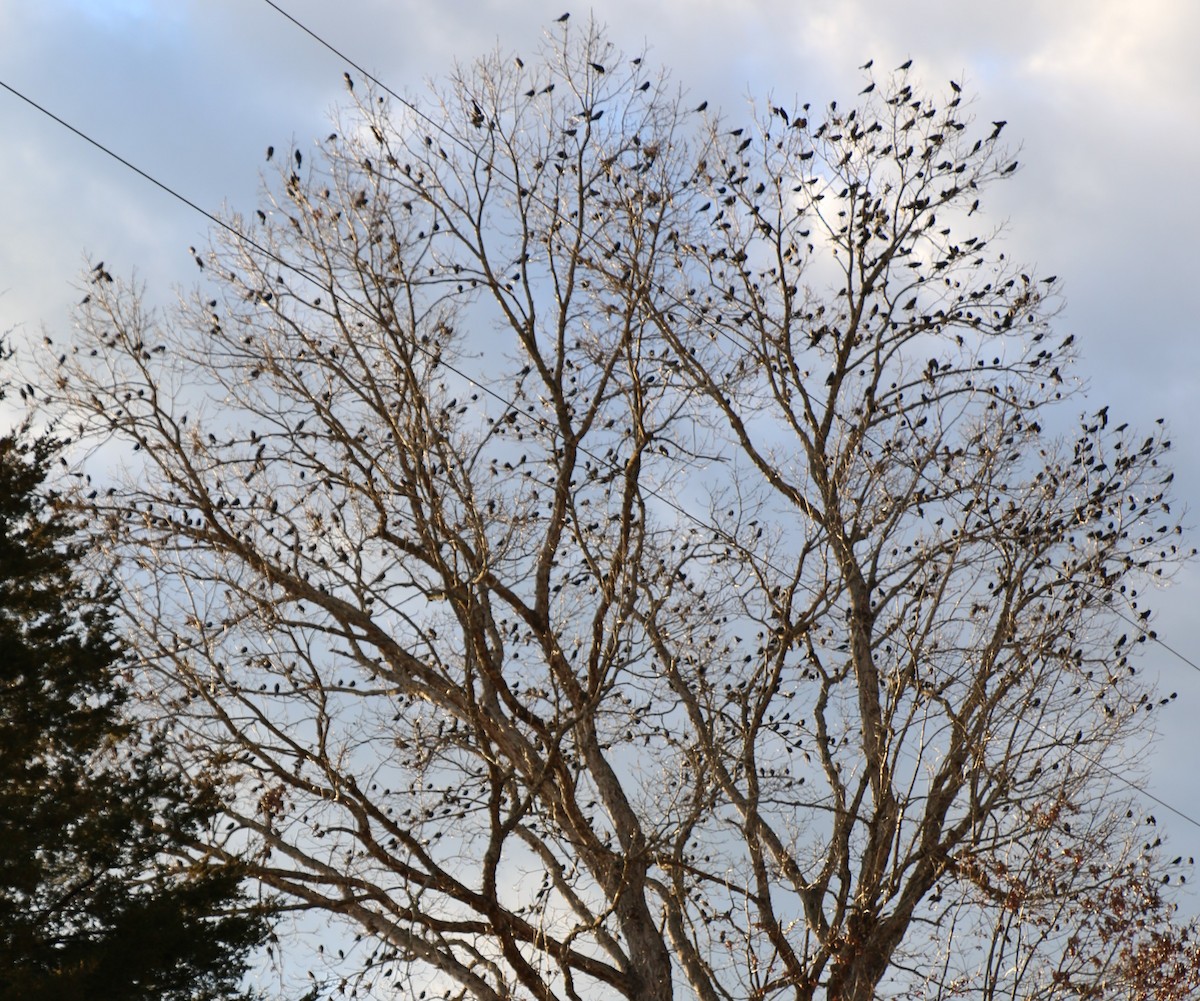 Brown-headed Cowbird - ML299627941