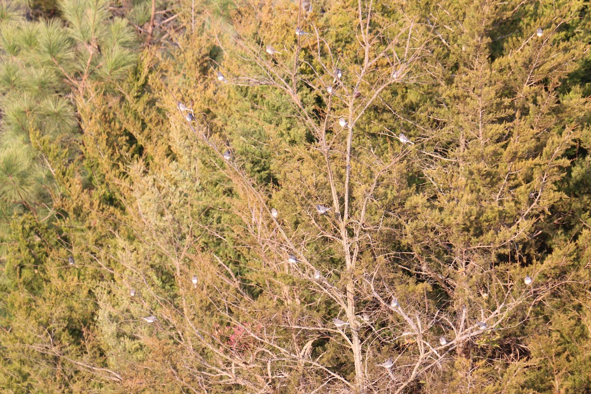 Dark-eyed Junco - ML299628241