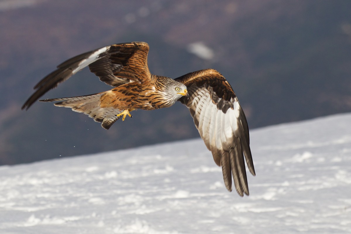 Red Kite - ML299630381