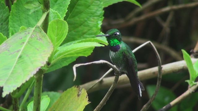 Purple-bibbed Whitetip - ML299631511