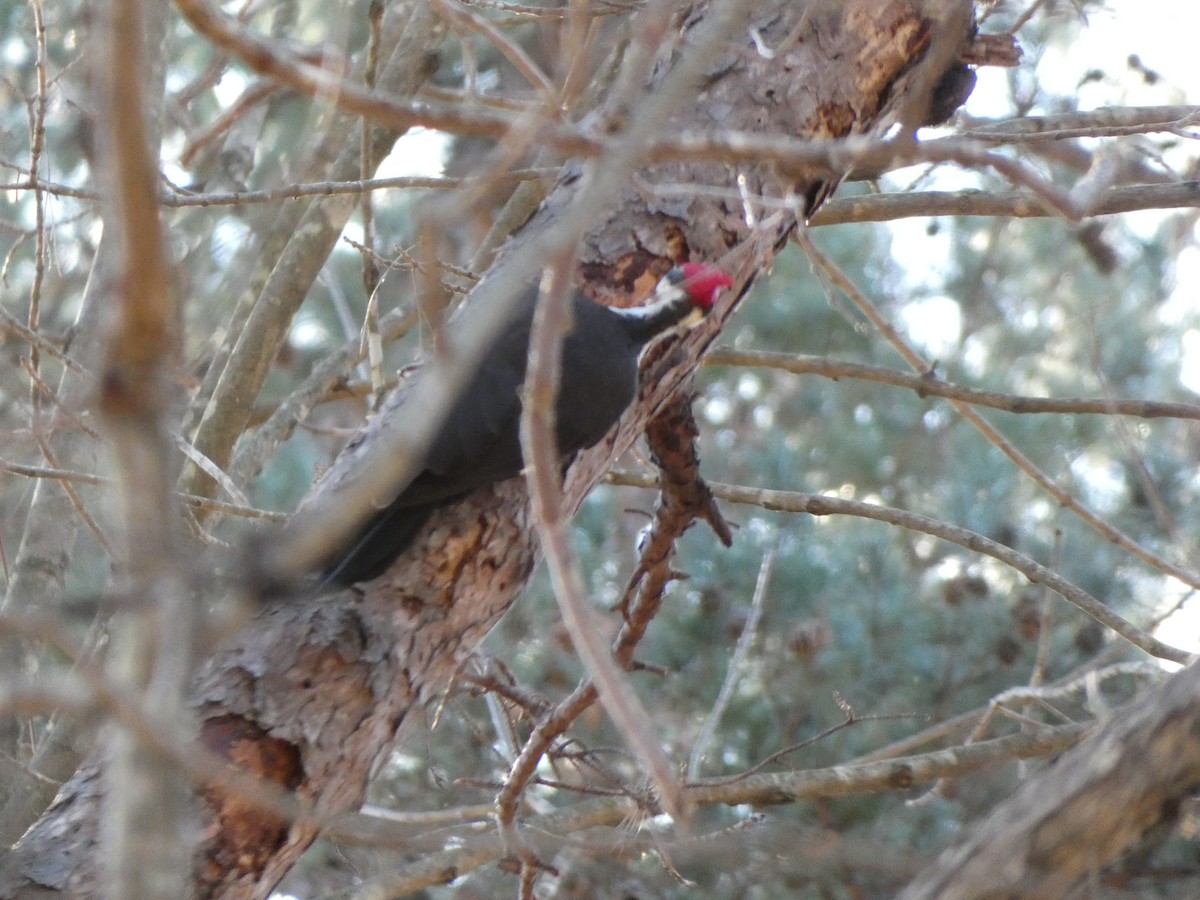 Pileated Woodpecker - ML299632431