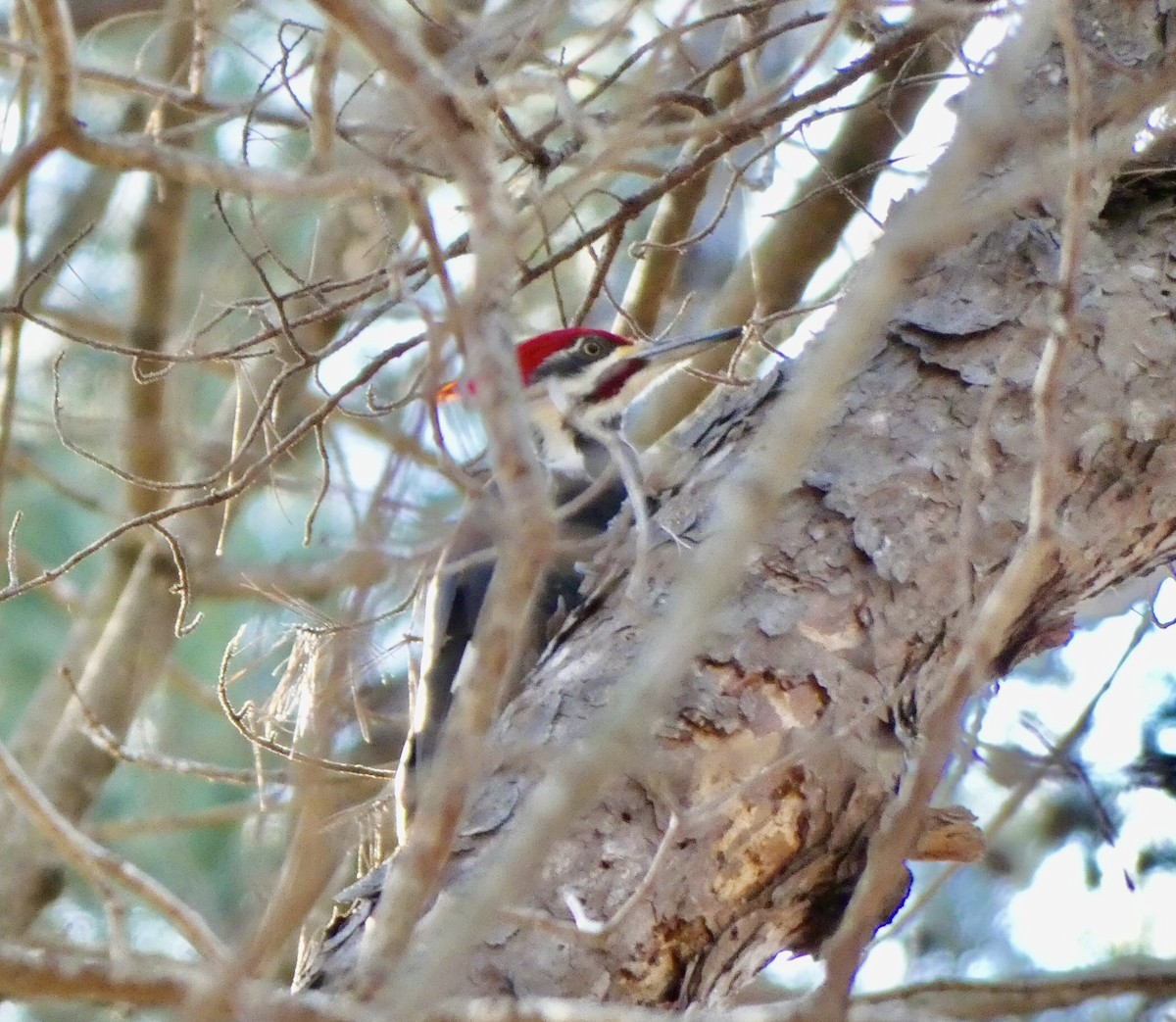 Pileated Woodpecker - ML299632541