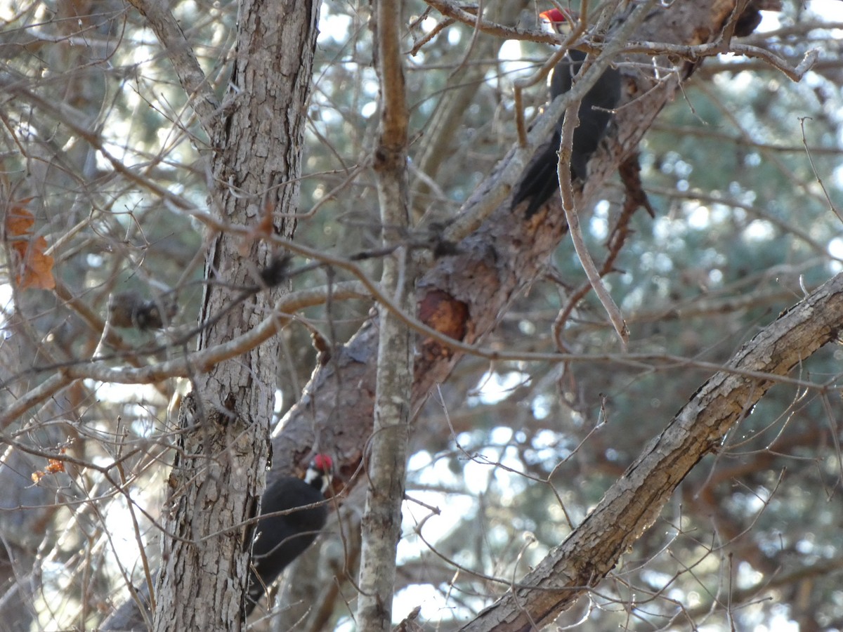 Pileated Woodpecker - ML299632661