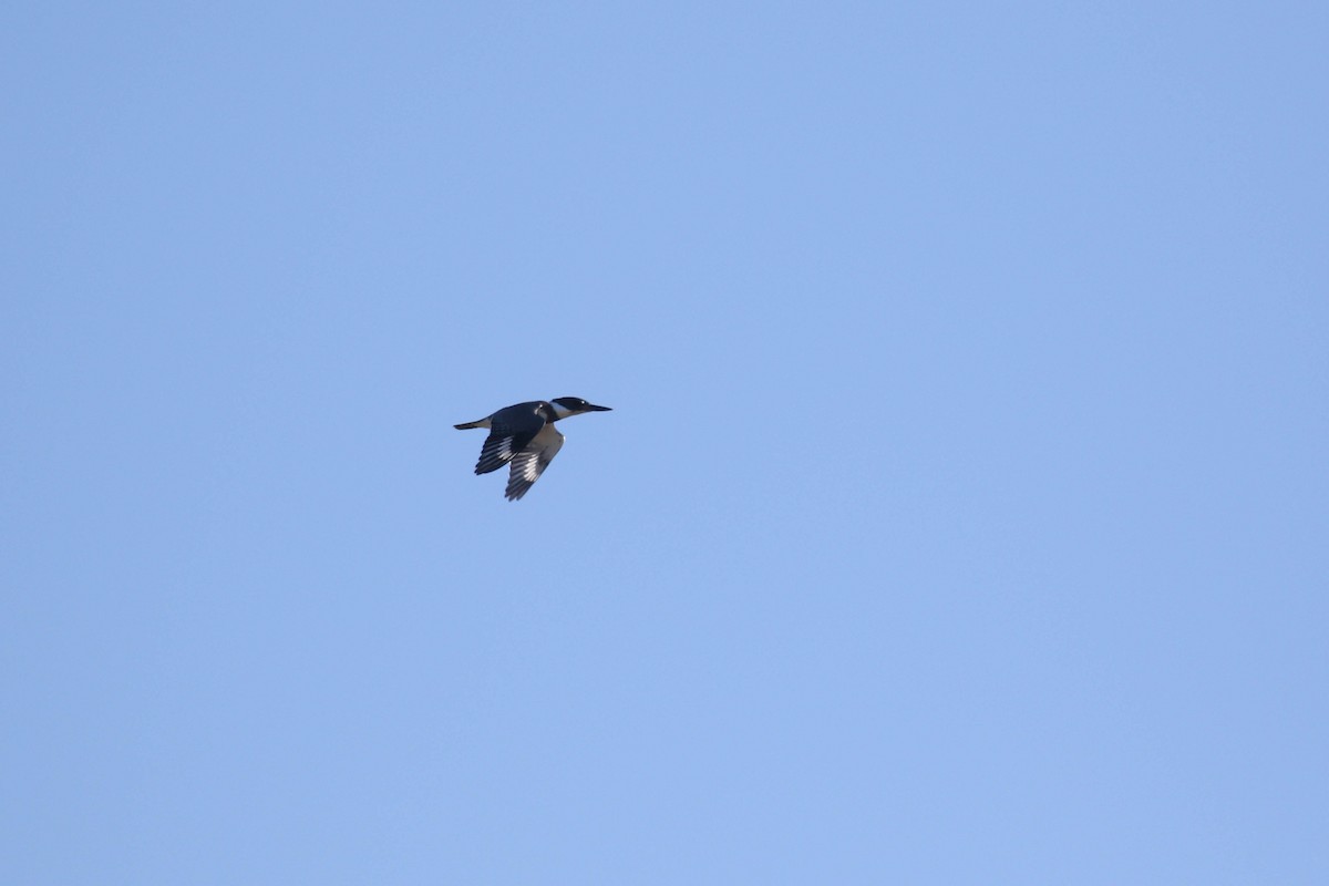 Belted Kingfisher - ML299632801