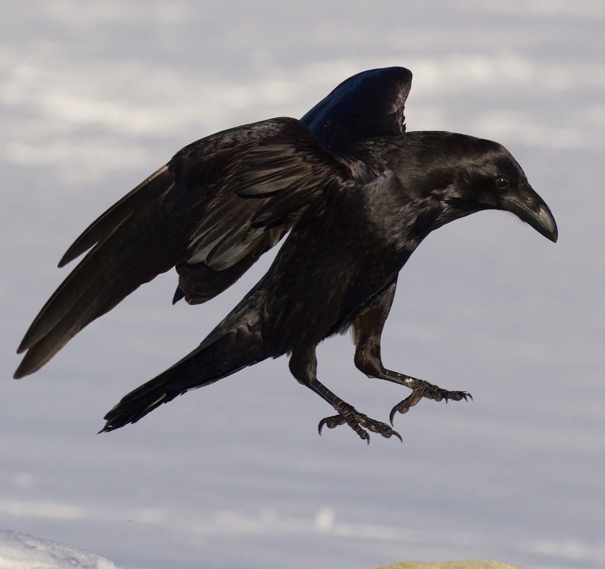 Common Raven - Marc Gálvez