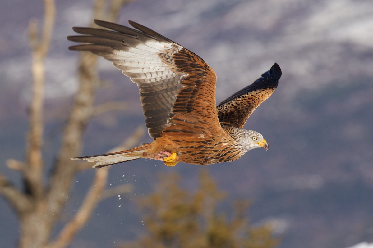 Red Kite - ML299635561