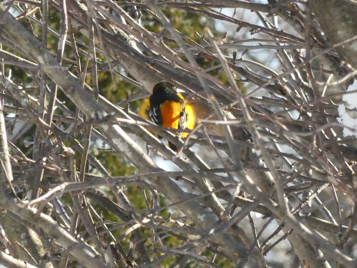 Baltimore Oriole - ML299636131