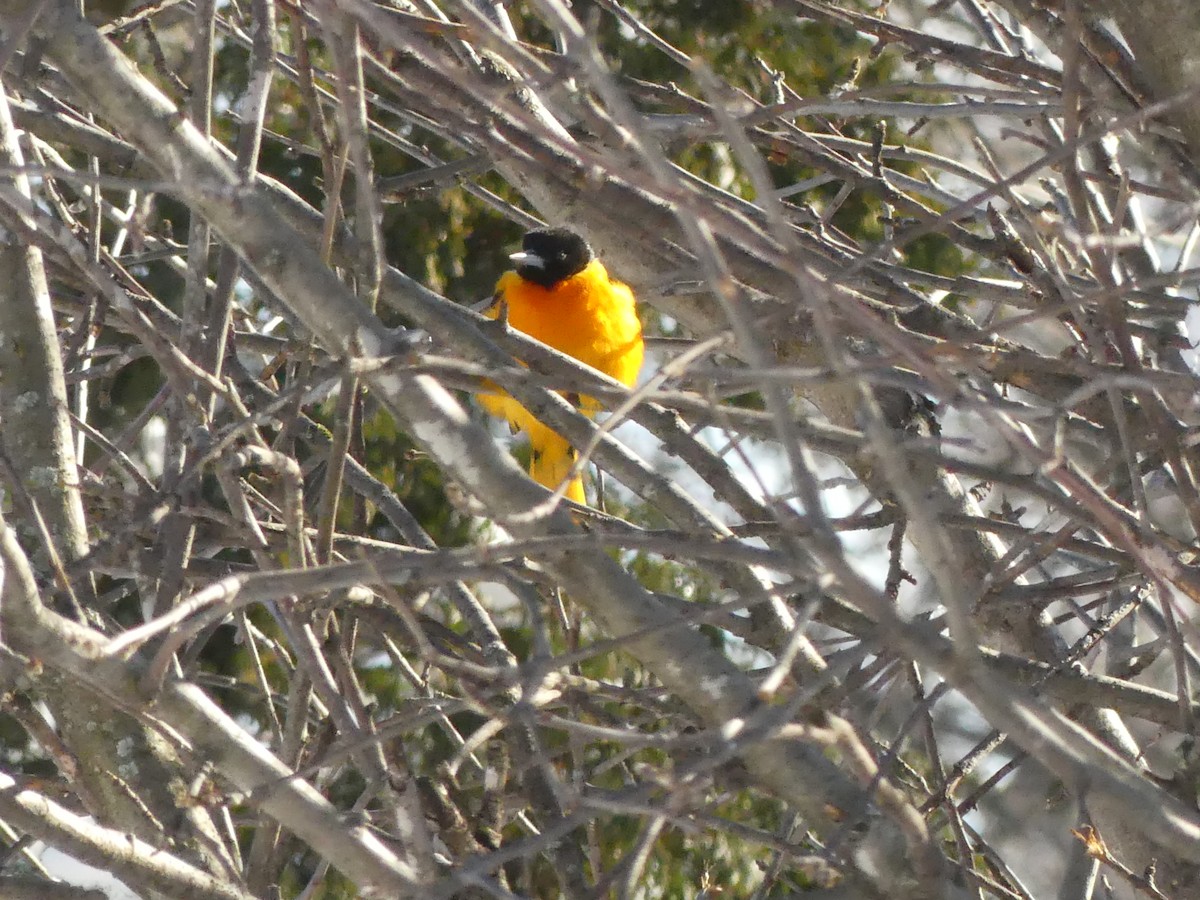 Baltimore Oriole - ML299636151