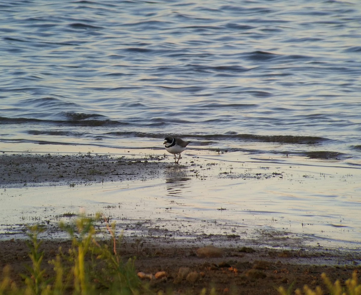 Semipalmated Plover - ML29963741