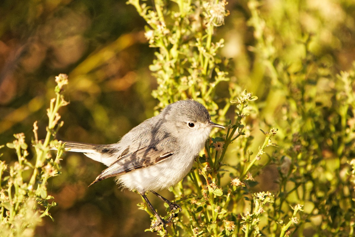 Blue-gray Gnatcatcher - Susanne Meyer