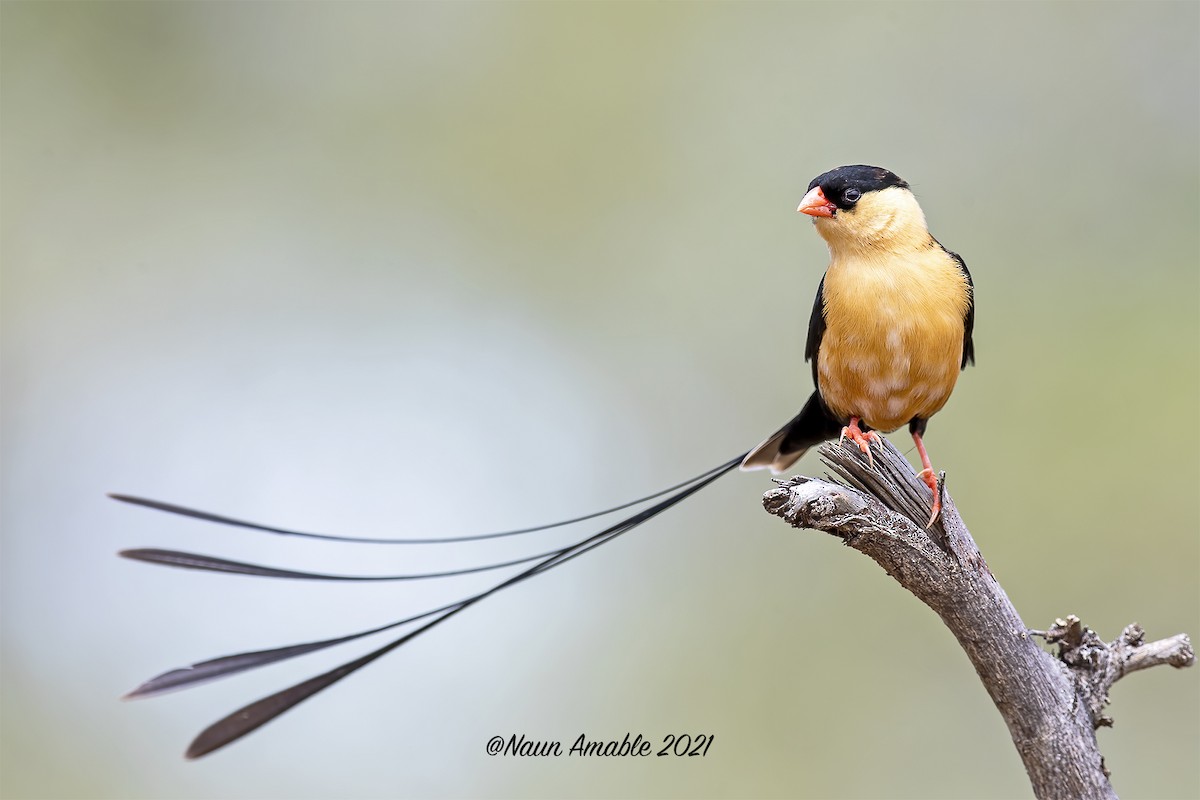 Shaft-tailed Whydah - ML299639061