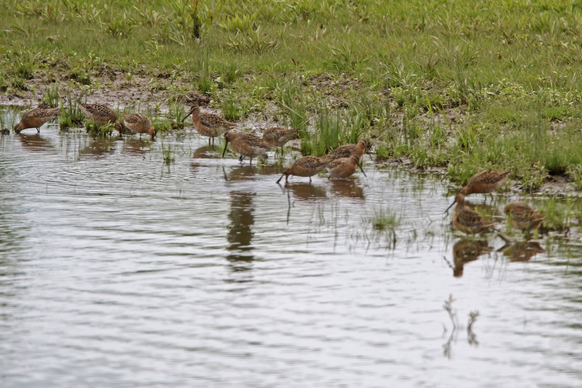 large shorebird sp. - David Schlabach