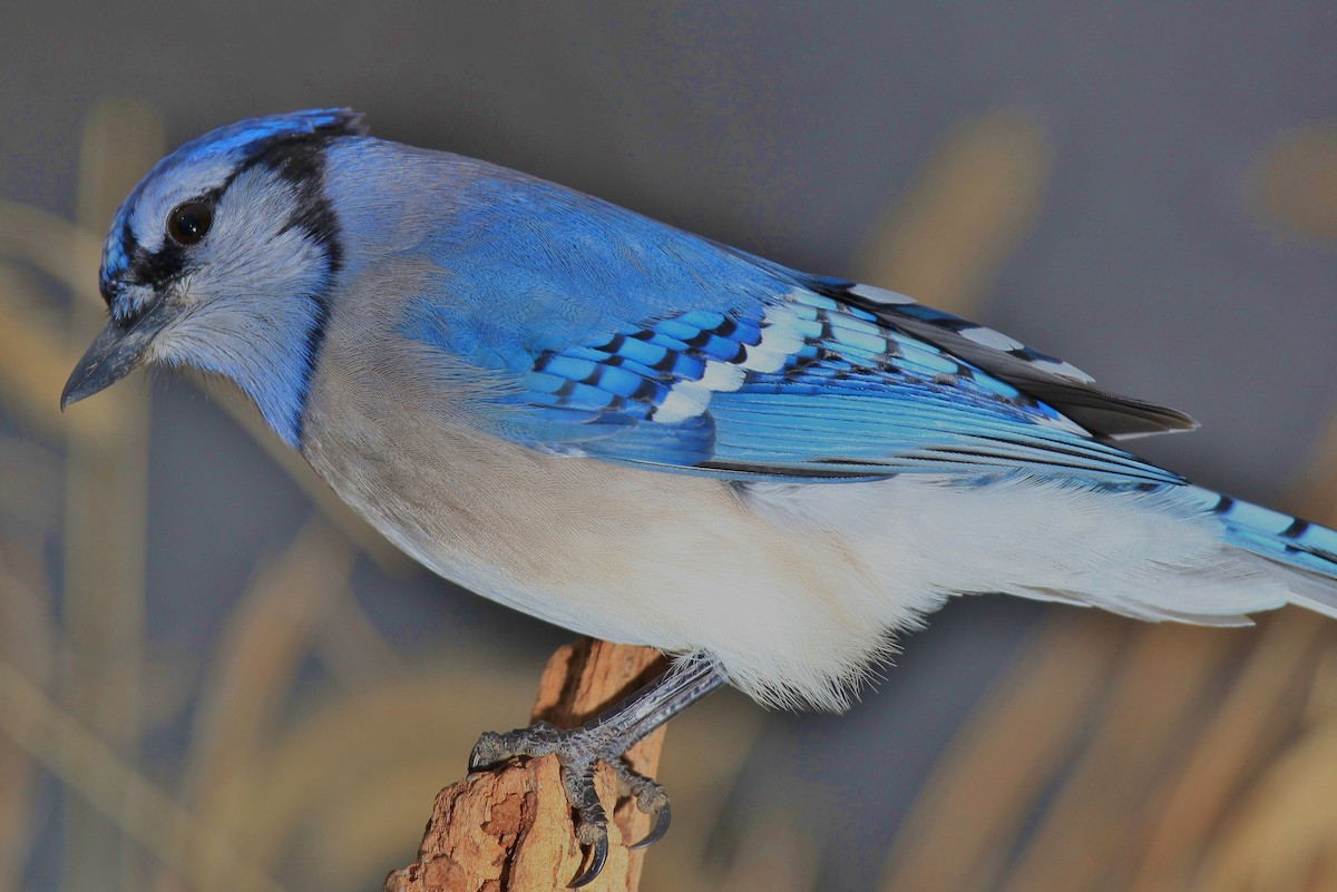 Blue Jay - ML299639431
