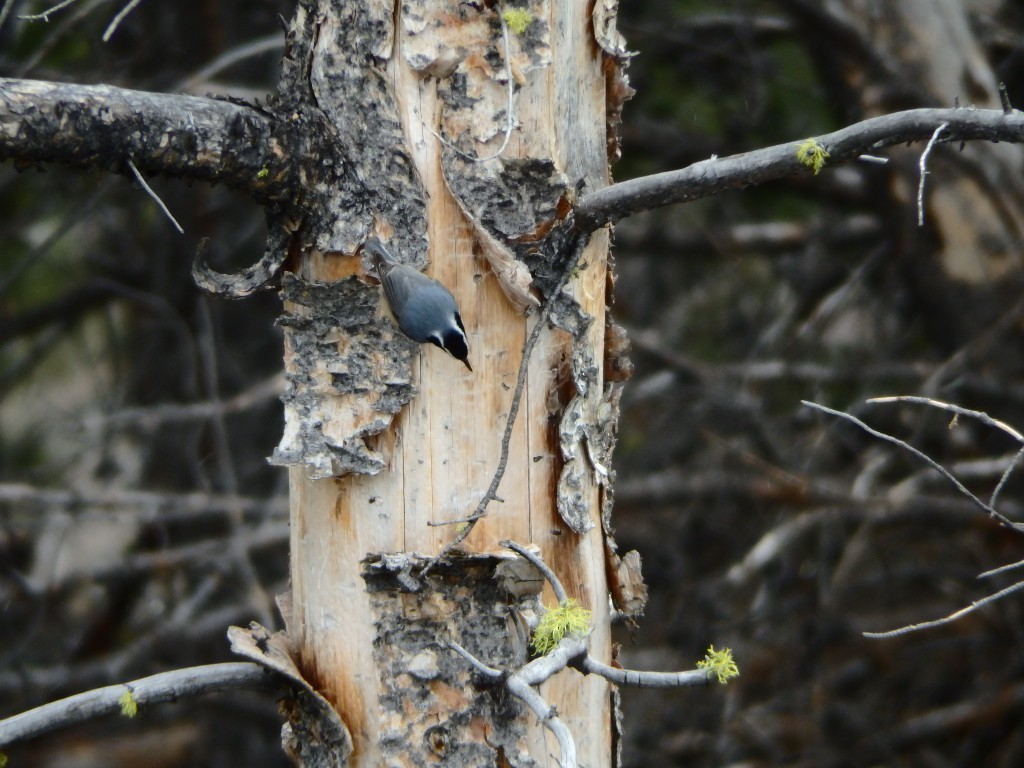 Red-breasted Nuthatch - ML29963981