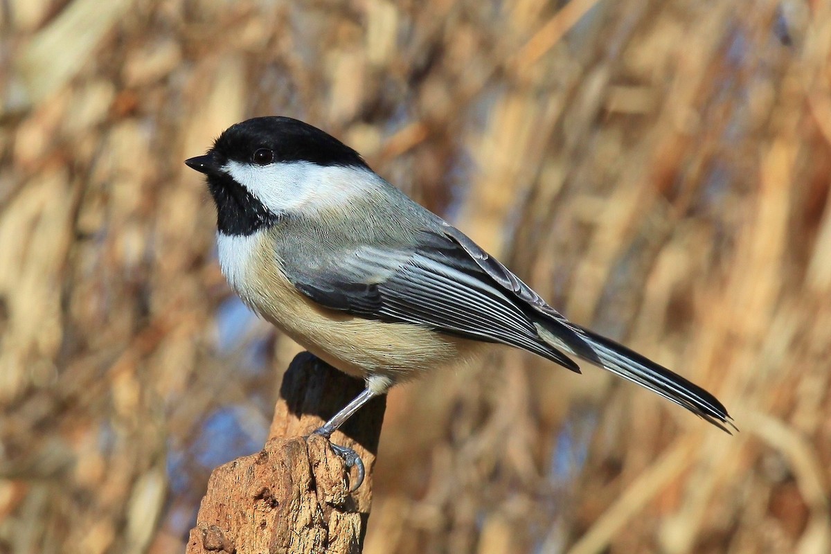 Black-capped Chickadee - ML299640081