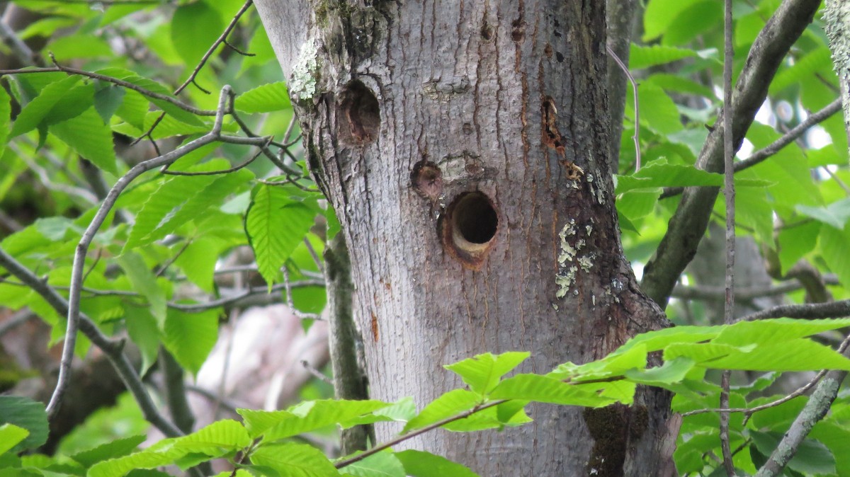 Yellow-bellied Sapsucker - ML29964061