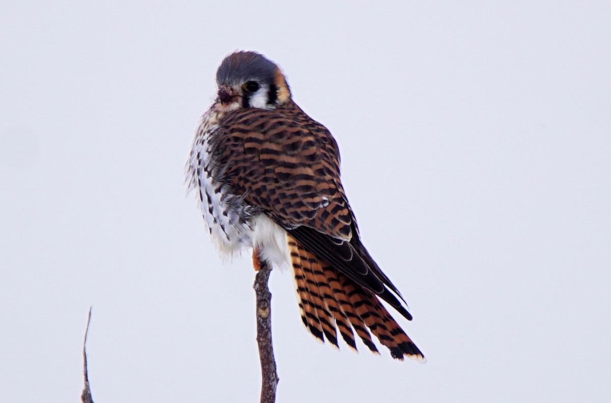 American Kestrel - ML299640631