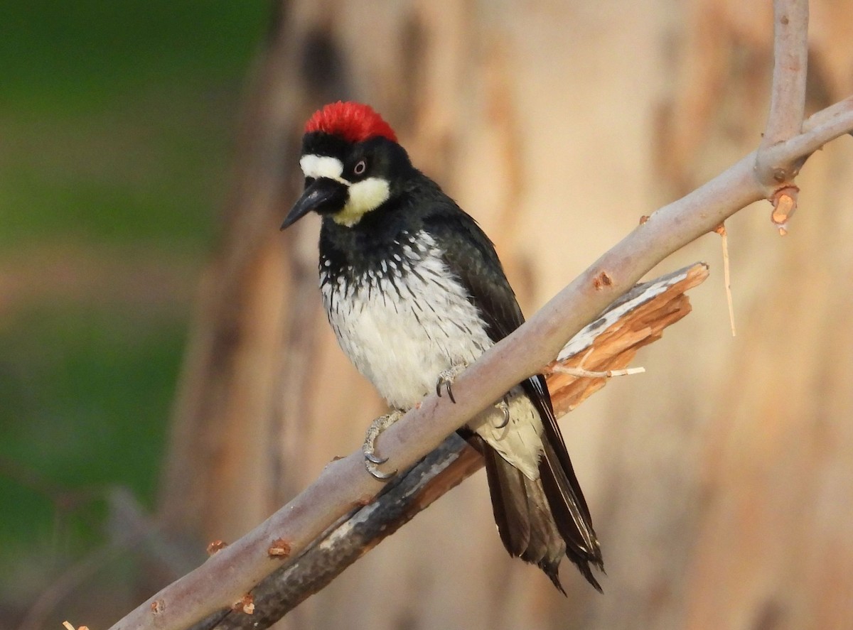 Acorn Woodpecker - ML299641051