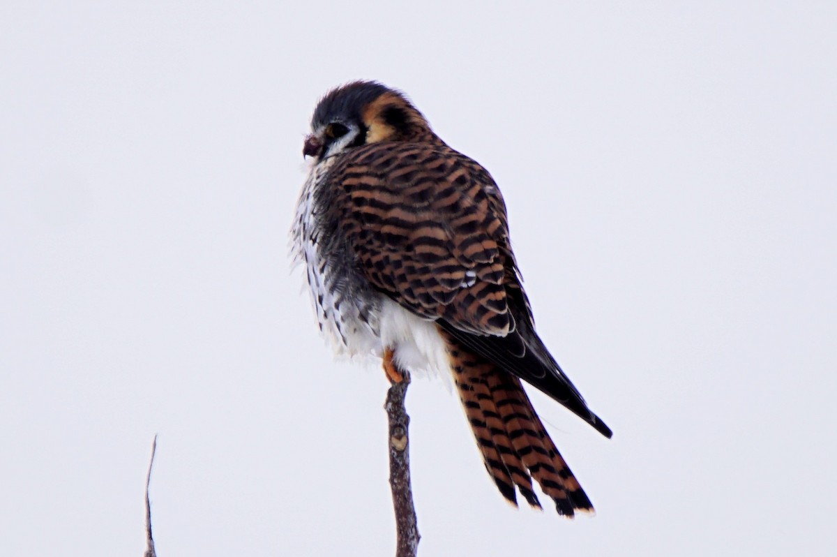 American Kestrel - ML299641551