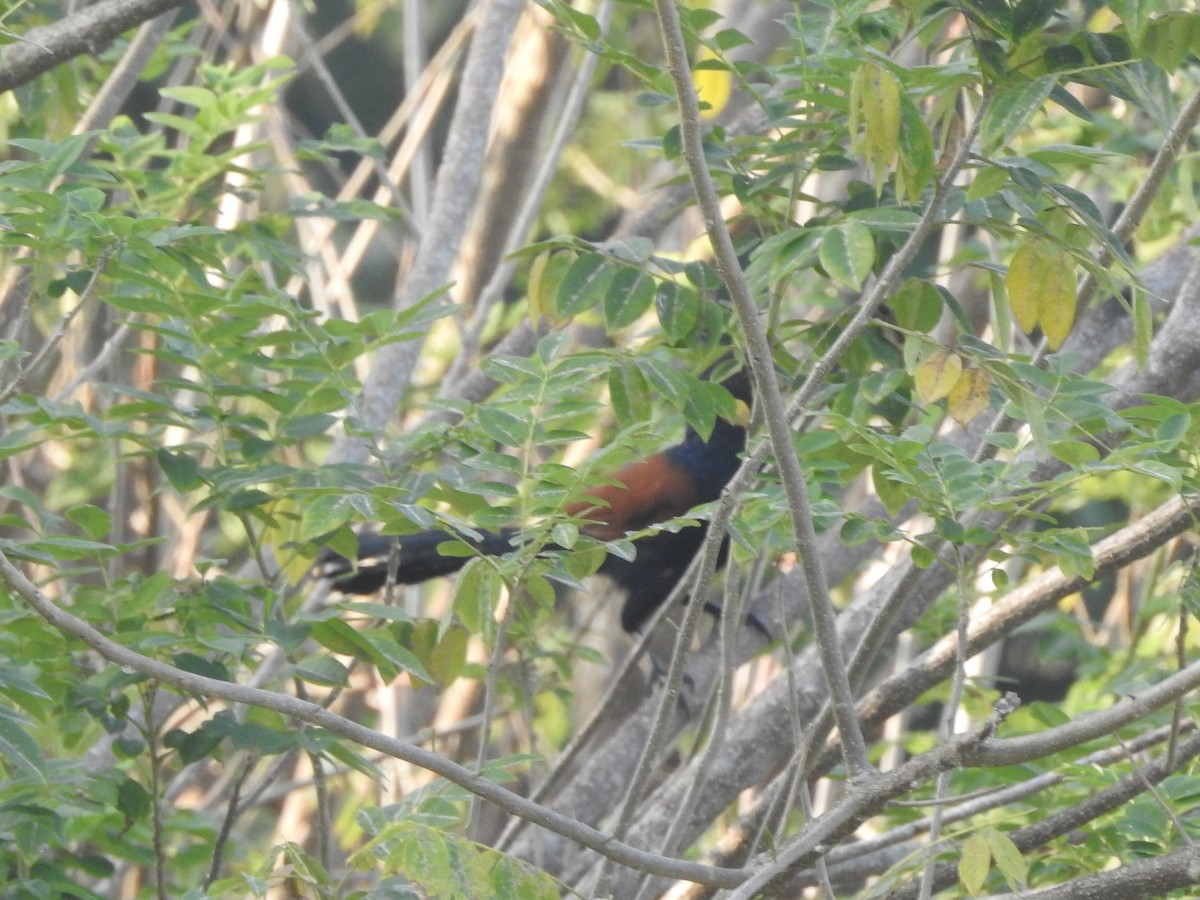 Greater Coucal - ML299641881
