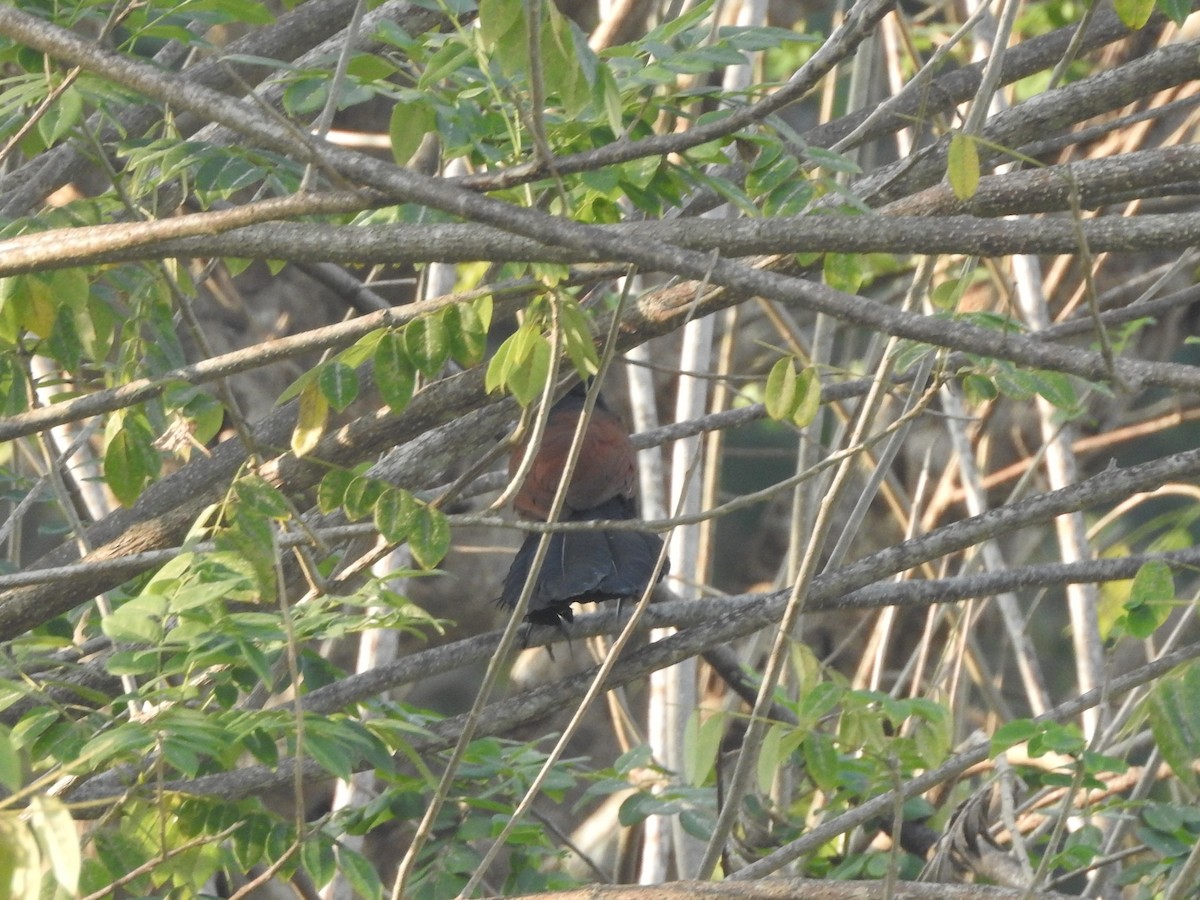 Greater Coucal - ML299641901