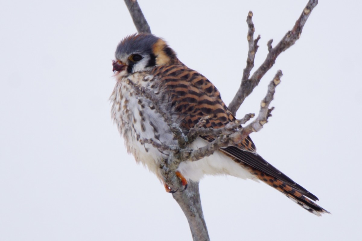 American Kestrel - ML299641931