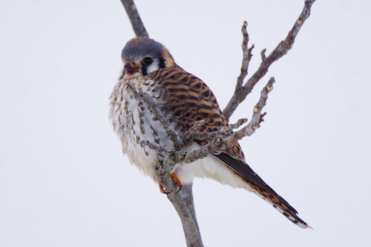 American Kestrel - ML299643701