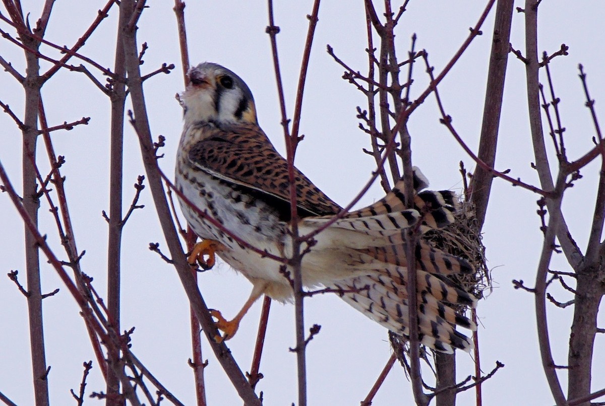 American Kestrel - ML299643781
