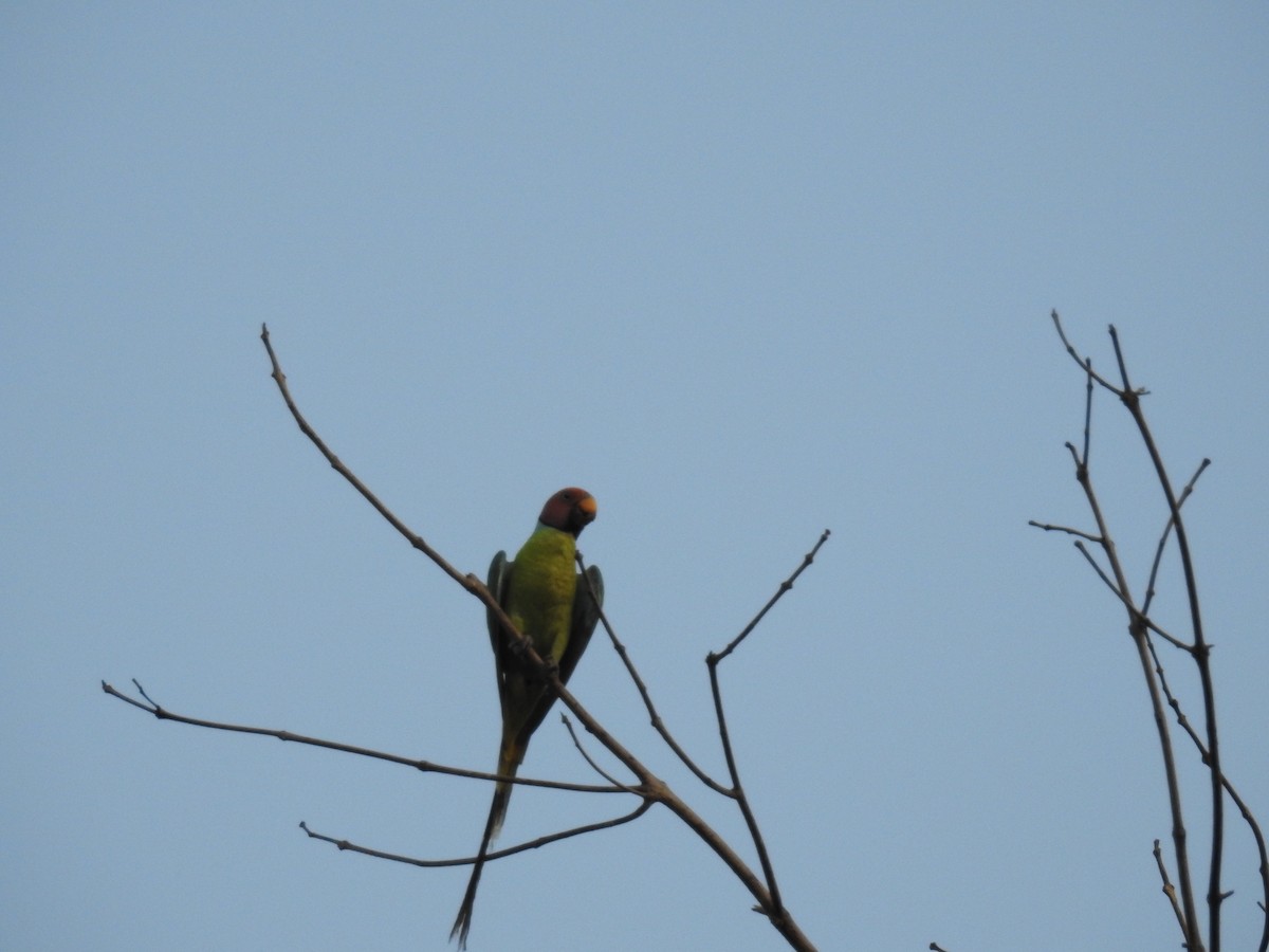 Plum-headed Parakeet - Rajendra Gadgil