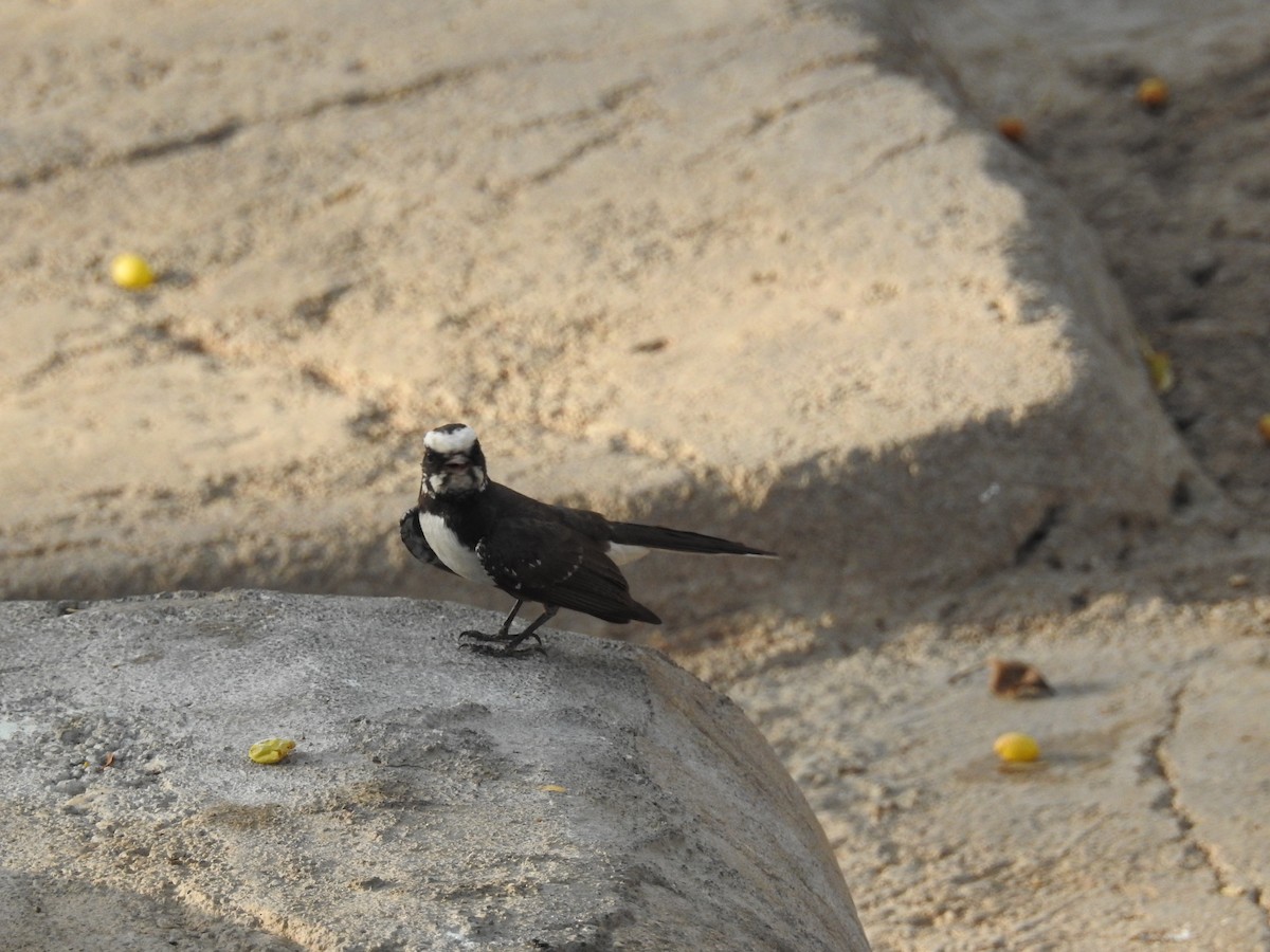 White-browed Fantail - Rajendra Gadgil