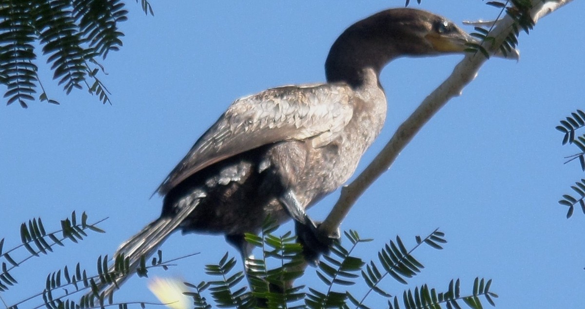 Neotropic Cormorant - Alfredo Correa