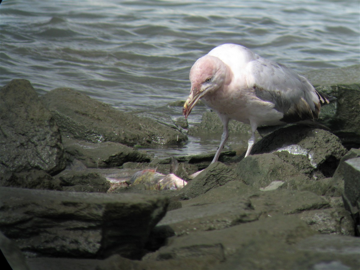 Herring Gull - ML299647171