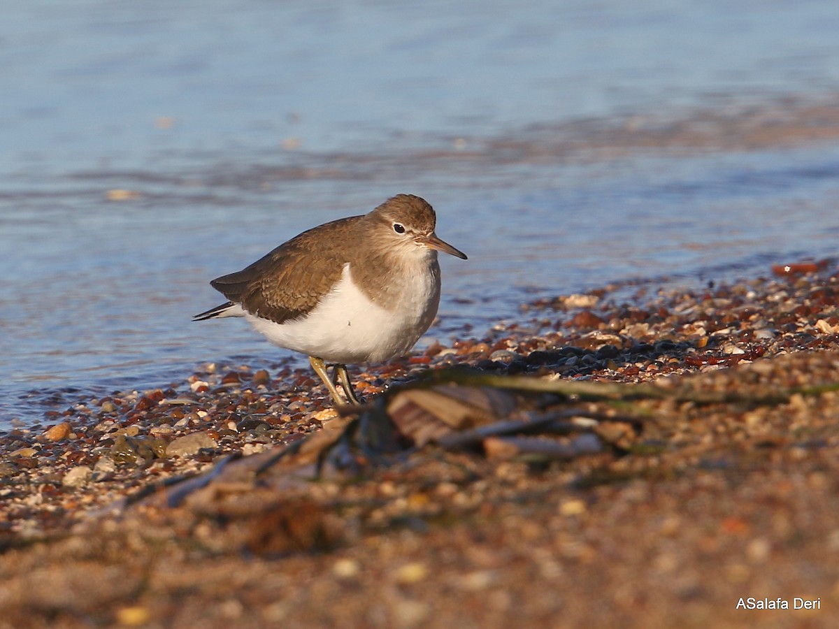 strandsnipe - ML299648491